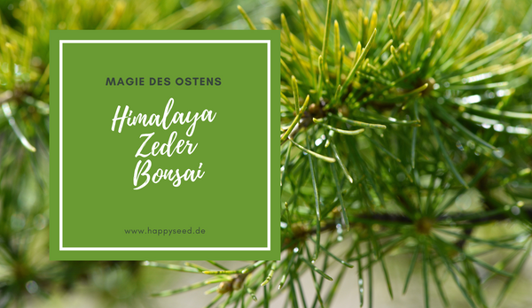 Himalaya Zeder Samen