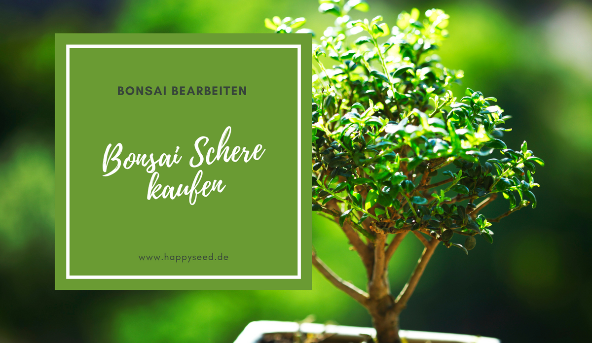 Bonsai Pflege fr Anfnger - 5 praktische Tipps  HappySeed