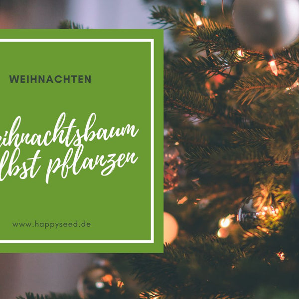Pflanze mit Tannenbaum Samen deine Nordmanntanne als Weihnachtsbaum   HappySeed
