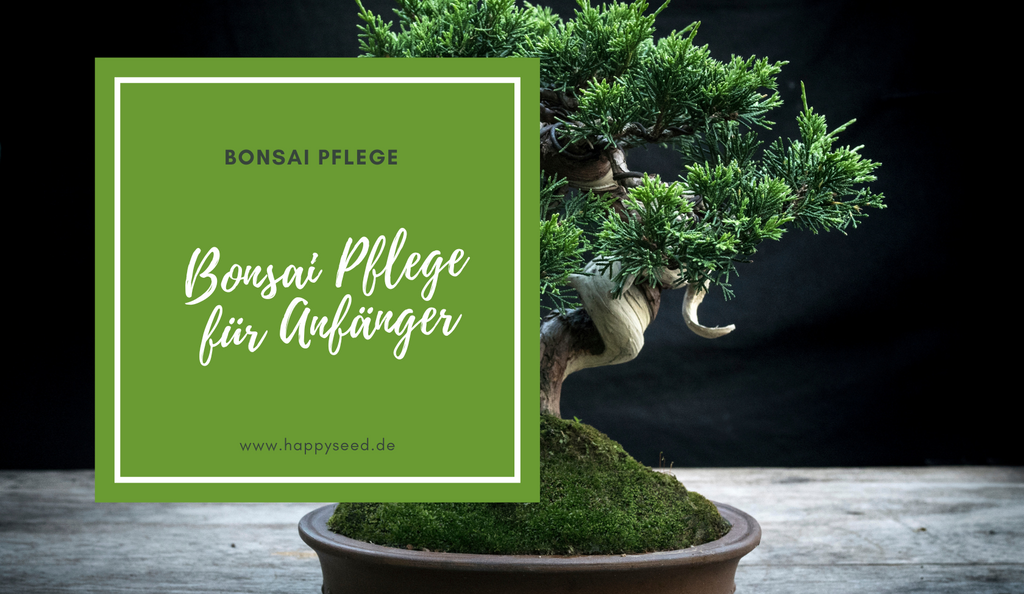 Bonsai Pflege fr Anfnger - 5 praktische Tipps  HappySeed