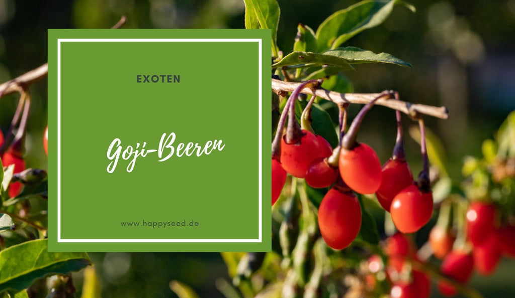 Goji-Beere pflanzen und pflegen  So gelingt der Anbau  HappySeed