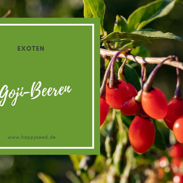 Goji-Beere pflanzen und pflegen  So gelingt der Anbau  HappySeed