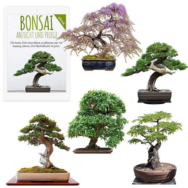glcksfeder klein Zamioculcas Glcksfeder online kaufen