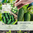 BIO Gurken Samen (Vorgebirgstraube) - Einlegegurken Saatgut aus biologischem Anbau (10 Korn) - HappySeed