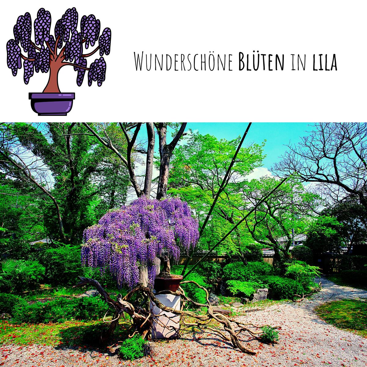 Blauglockenbaum Kiribaum Samen