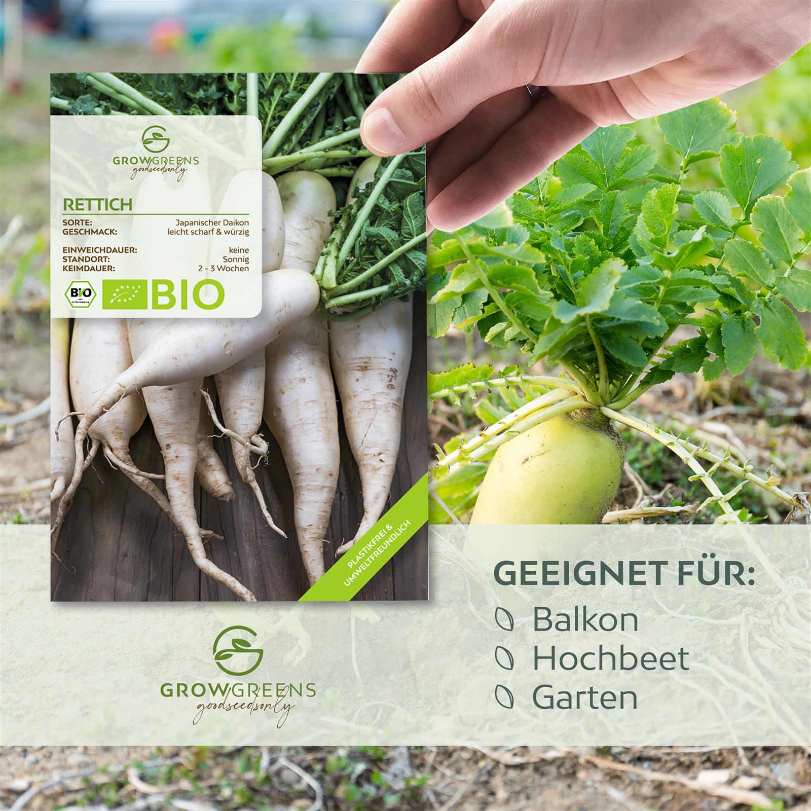 daikon rettich saatgut BIO Rettich Samen (Japanischer Daikon)