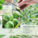 BIO Rosenkohl Samen (Groninger) - Rosenkohl Saatgut aus biologischem Anbau (30 Korn) - HappySeed