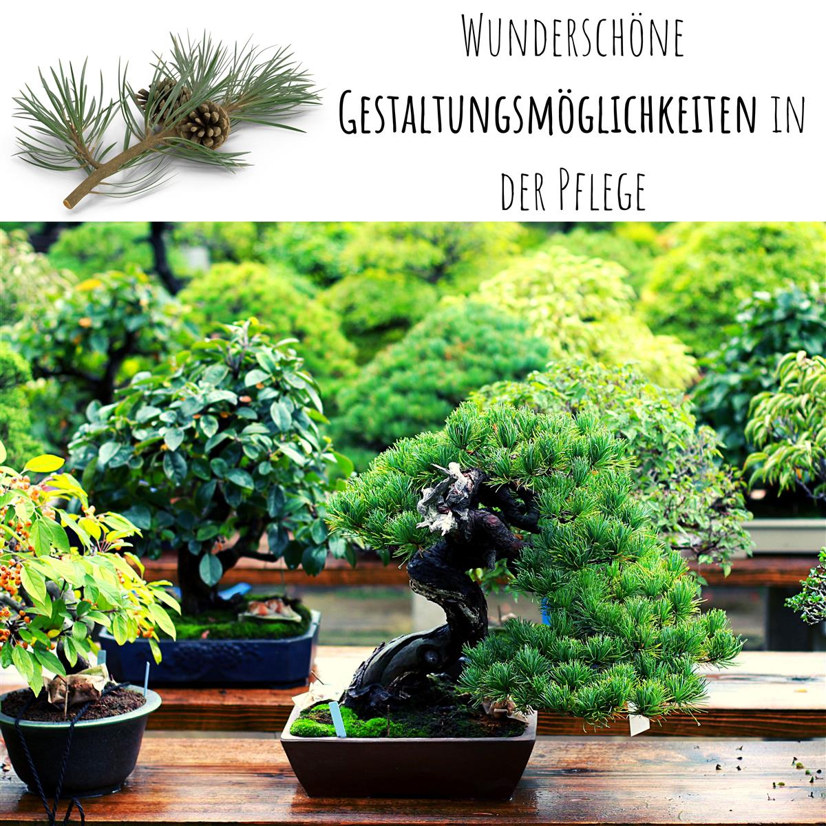Exotische Bonsai Samen mit hoher Keimrate
