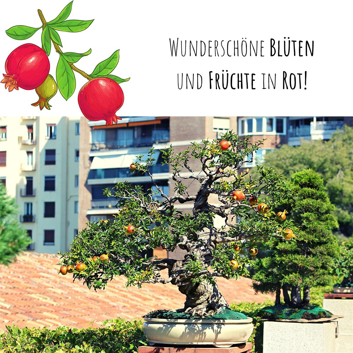 Zwerg Granatapfel Bonsai Samen mit hoher Keimrate