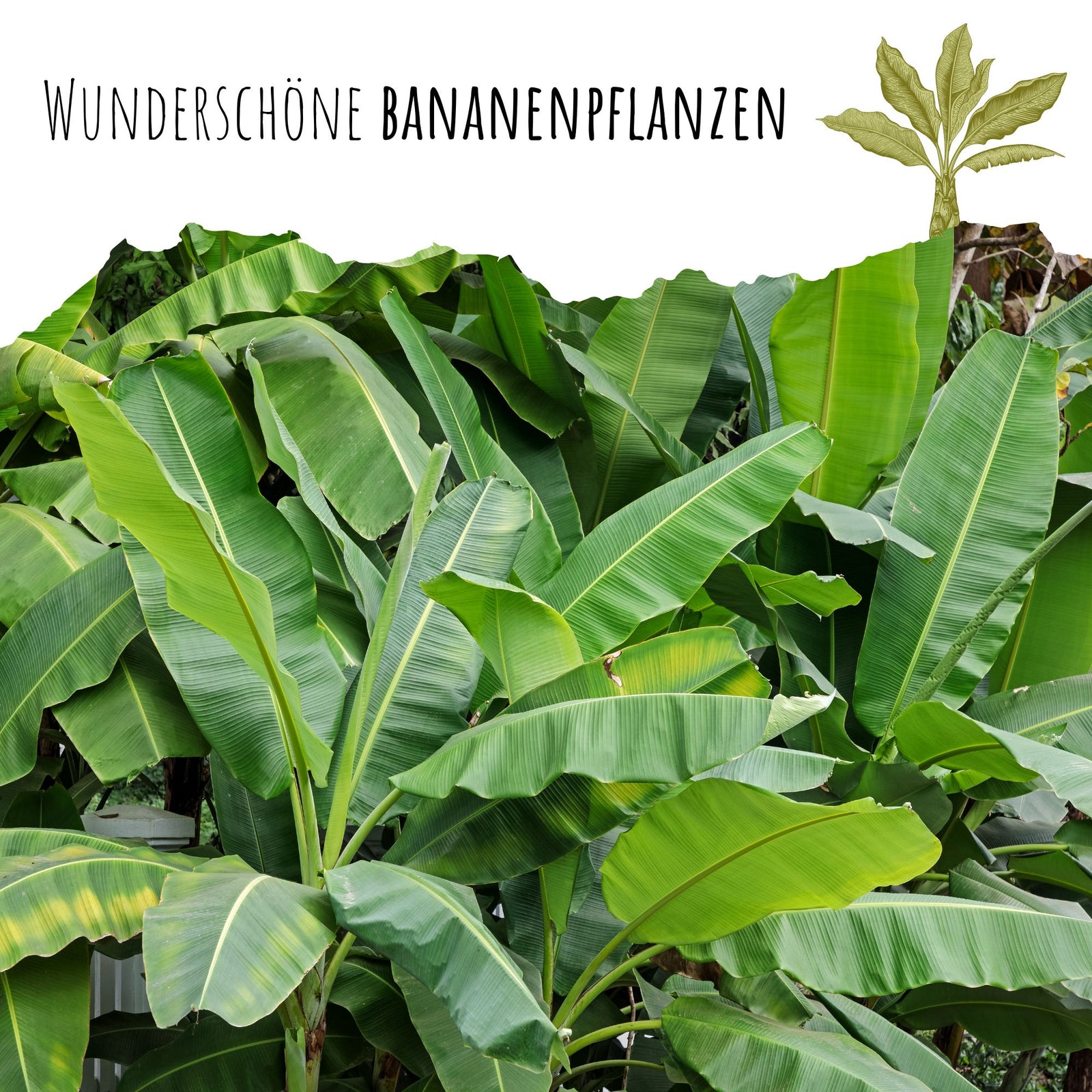 Darjeeling Bananen Samen