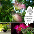 Echte Mimose Samen (Mimosa Pudica) mit hoher Keimrate -  vielblütige & bewegungsfrohe Mimosen - HappySeed