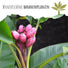 Kenia Bananen Samen - Musa velutina - HappySeed