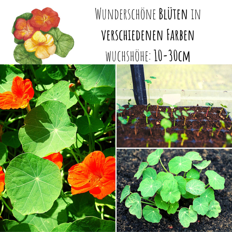 Kapuzinerkresse Samen - Tropaeolum majus