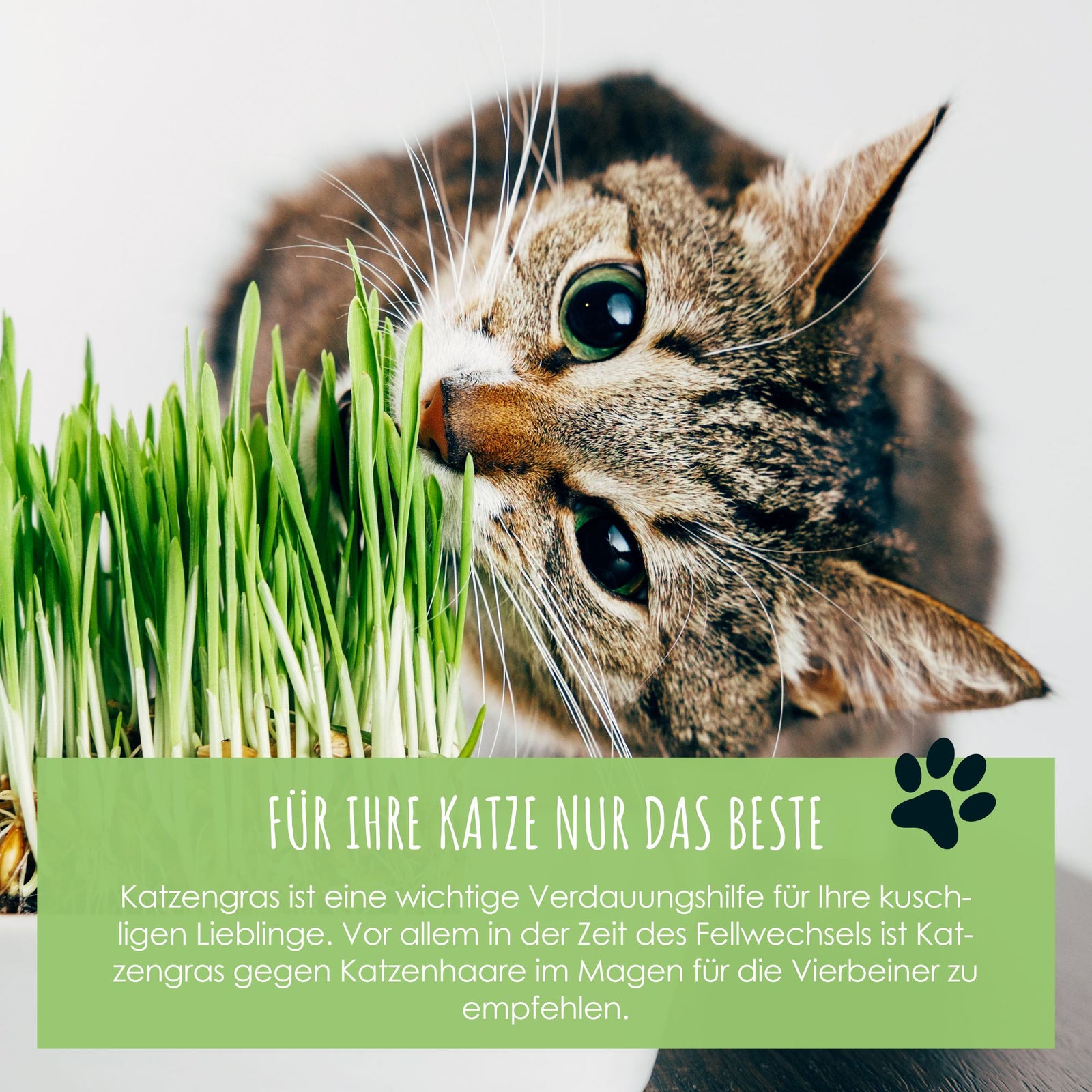 Katzengras Samen Saatband 80 x 10 cm – HappySeed