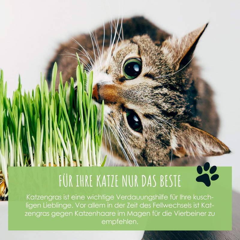 Katzengras Samen Saatband 80 x 10 cm