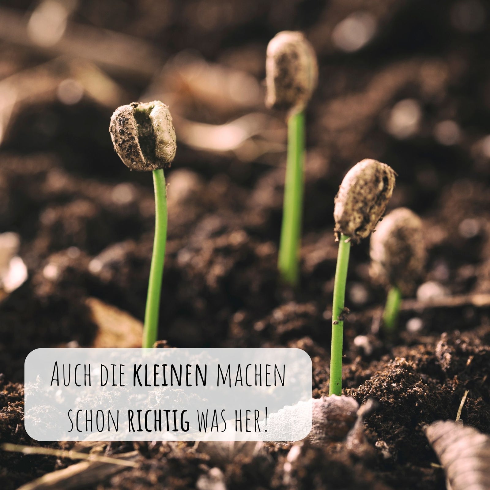 Frische Kaffee Samen kaufen: Pflanzpaket für Ihre Anzucht online – HappySeed