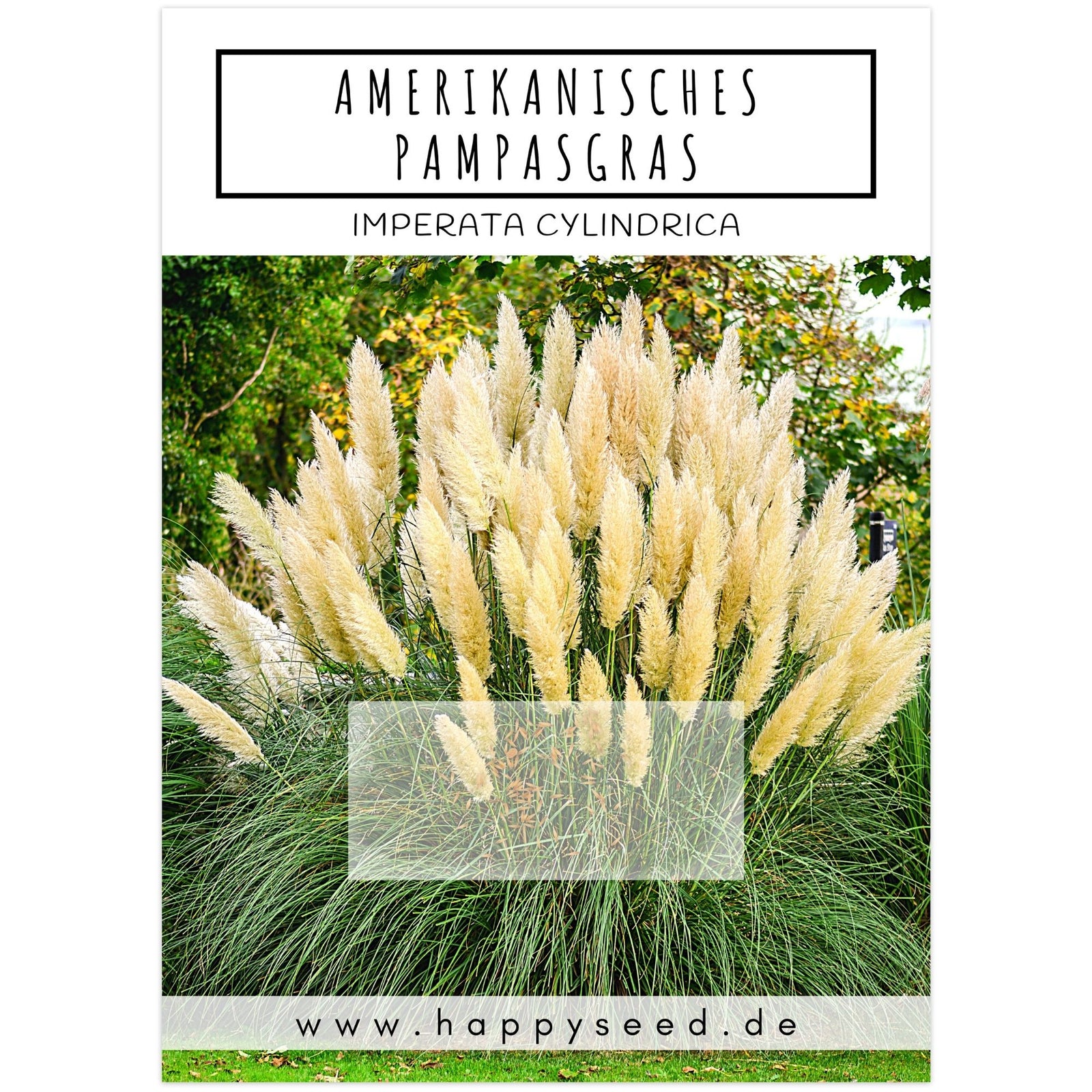Amerikanisches Pampasgras Samen