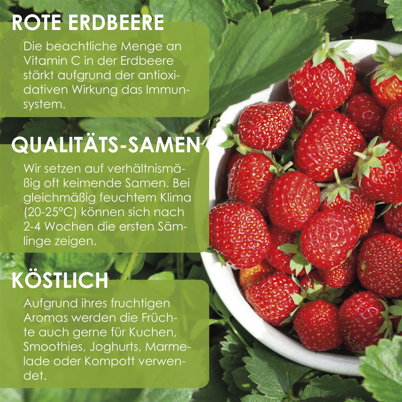 Erdbeeren Samen