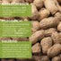 Erdnuss Samen - Arachis hypogeae - HappySeed