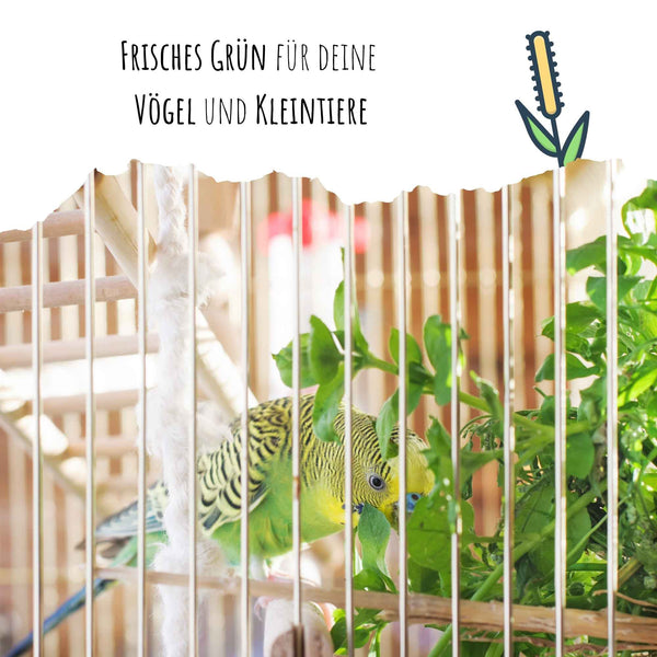 Vogelgras Samen (Phleum pratense)