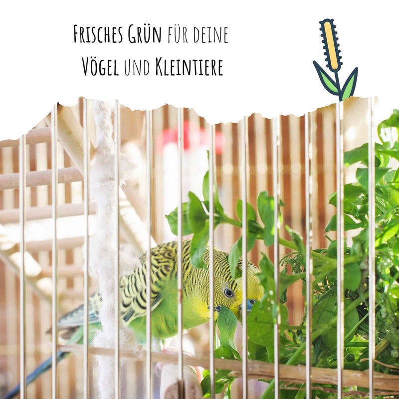 Vogelgras Samen (Phleum pratense)