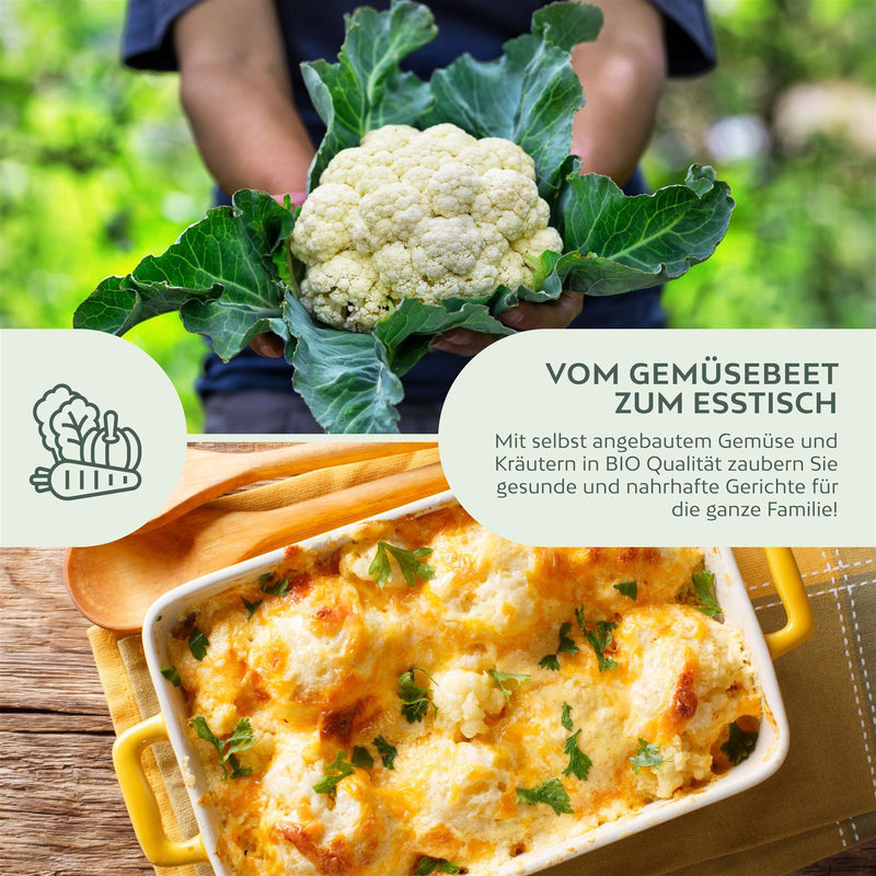 BIO Blumenkohl Samen (Schneeball) - Blumenkohl Saatgut aus biologischem Anbau (35 Korn) - HappySeed