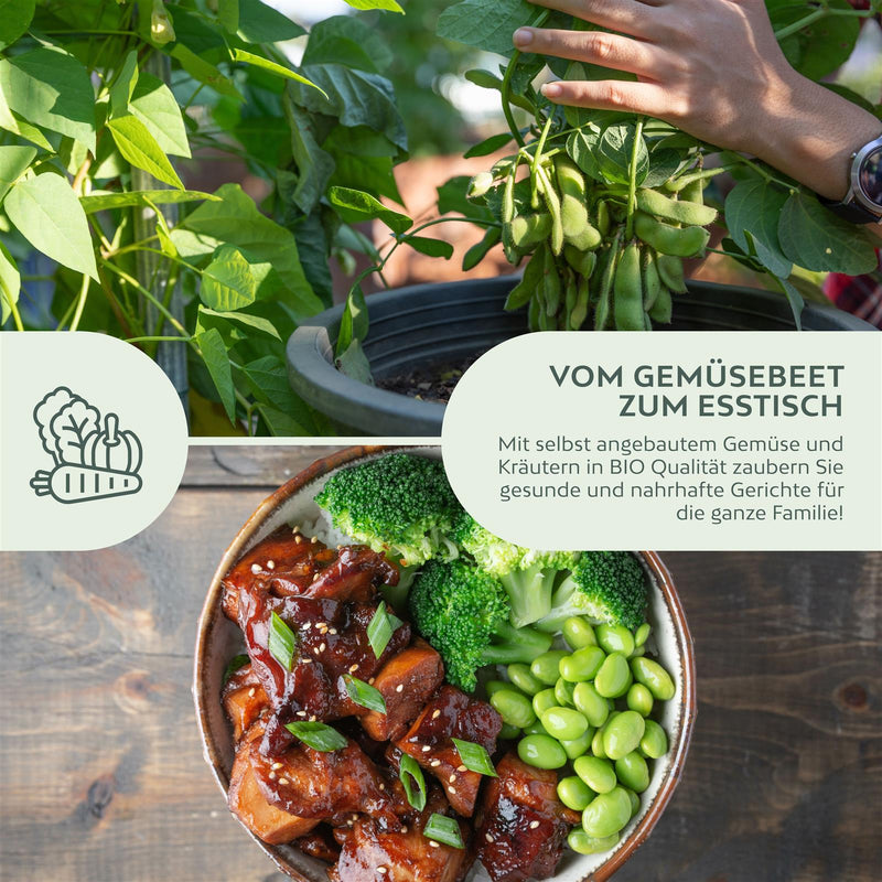 BIO Bohnen Samen (Edamame) - Bohne Saatgut aus biologischem Anbau (12 Korn) - HappySeed