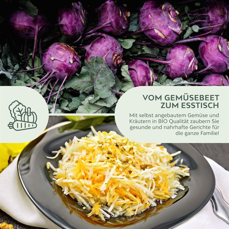 BIO Lila Kohlrabi Samen (Milan Purple) - Kohlrabi Saatgut aus biologischem Anbau (300 Korn) - HappySeed