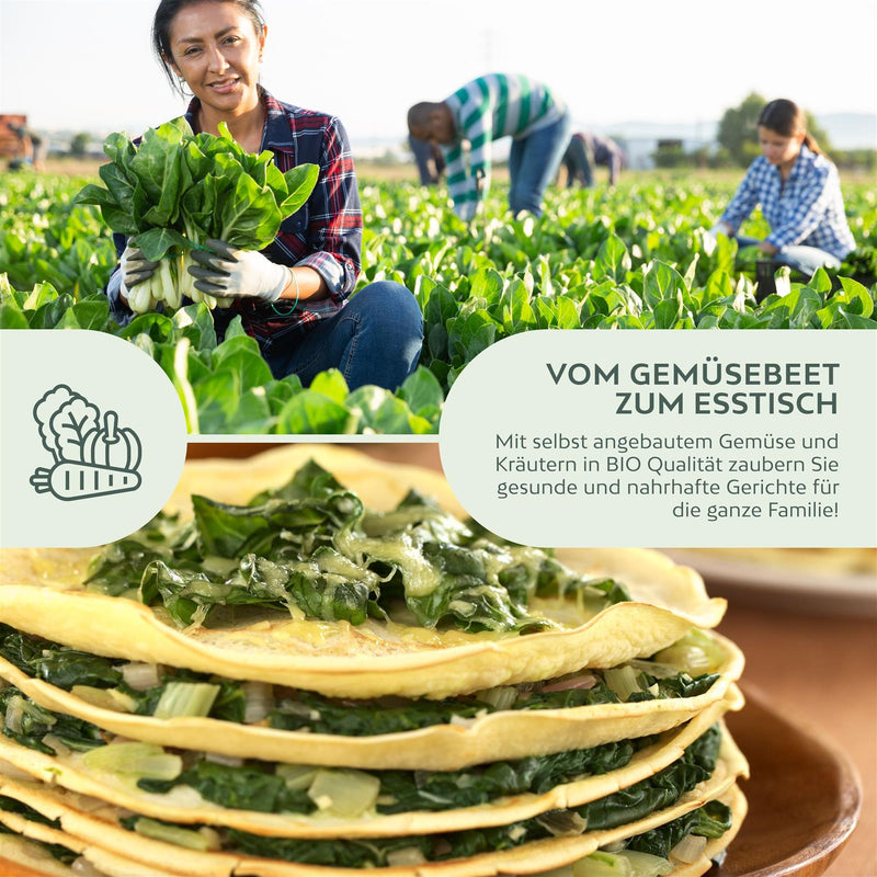BIO Mangold Samen (Schweizer) - Mangold Saatgut aus biologischem Anbau (75 Korn) - HappySeed