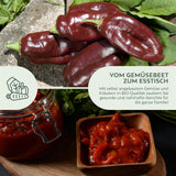 BIO Paprika Samen (Sweet Chocolate) - Paprika Saatgut aus biologischem Anbau (10 Korn) - HappySeed