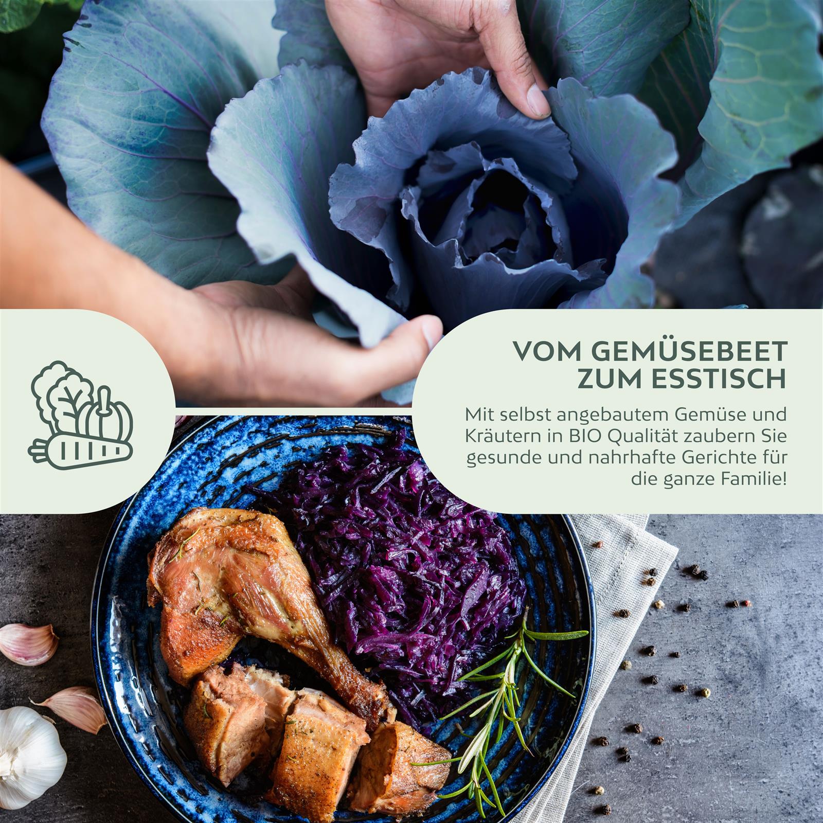 BIO Rotkohl Samen (Red Drumhead)