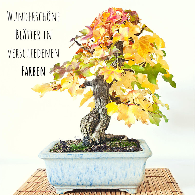 Amerikanischer Amberbaum Samen - Liquidambar styraciflua (Bonsai) - HappySeed