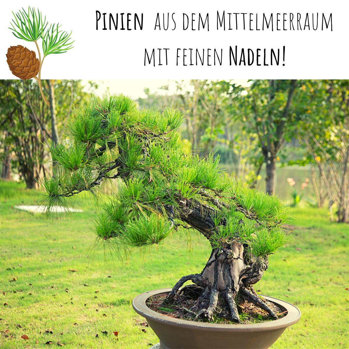 Außergewöhnliche Bonsai Samen mit hoher Keimrate