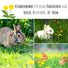 Löwenzahn Samen für Kaninchen - Wildkräuter Saatgut als optimale Futterergänzung - HappySeed
