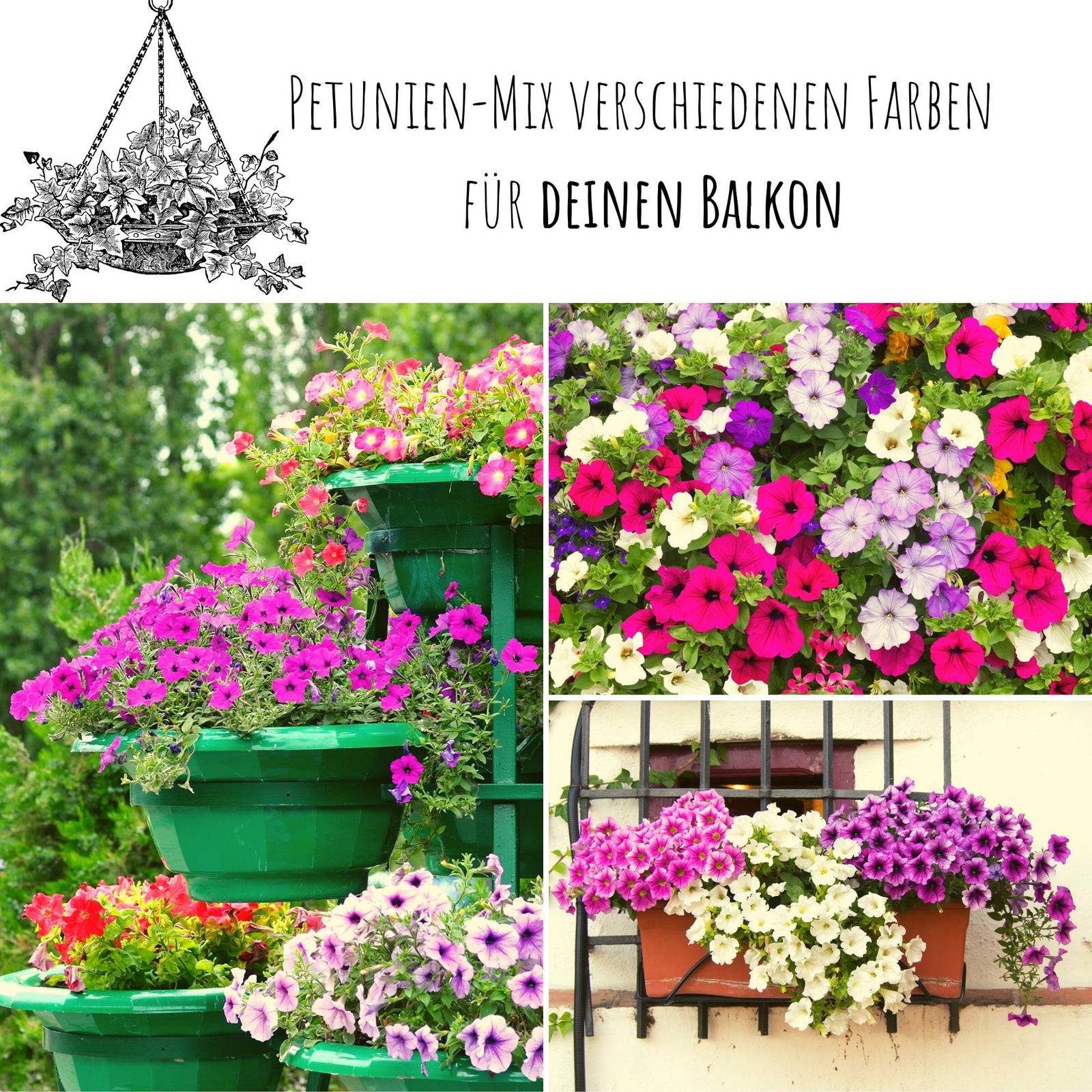 petunien blumenkasten Blumensamen Balkonkasten Mischung