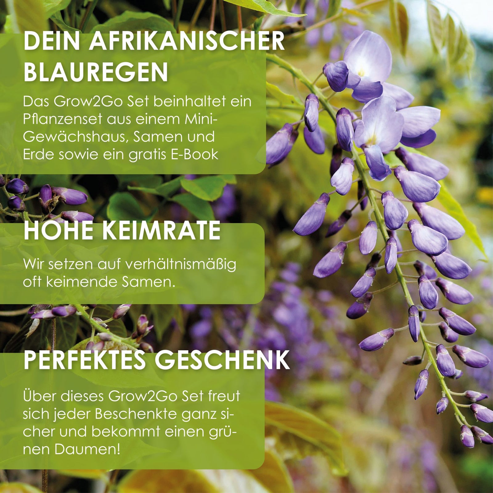afrikanischer blauregen jungpflanze GROW2GO Afrikanischer Blauregen Bonsai Starter Kit