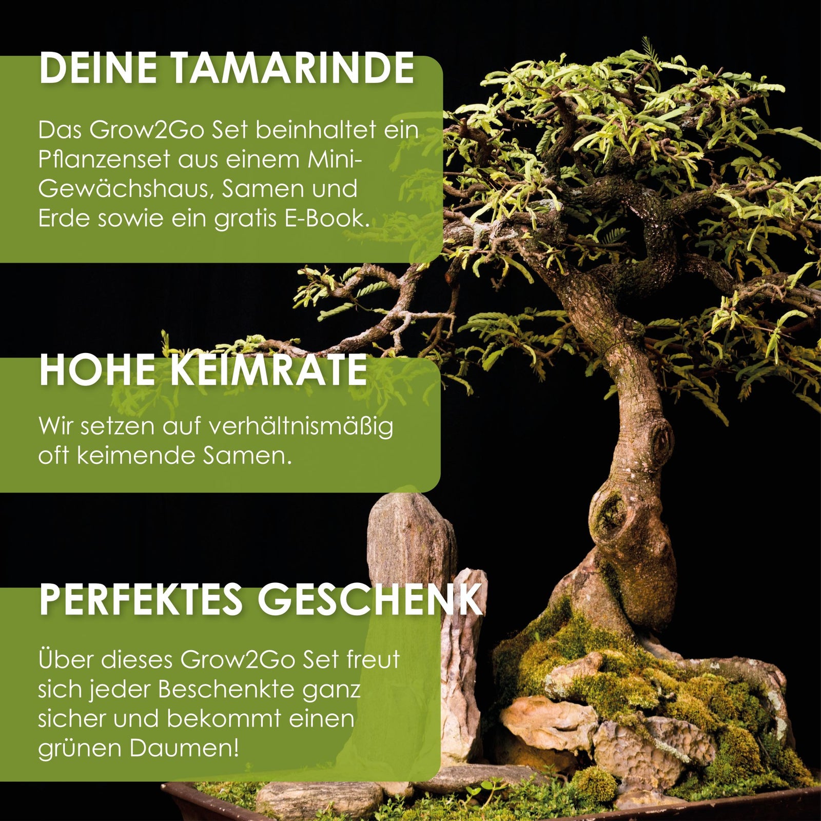 GROW2GO Tamarinde Bonsai Starter Kit
