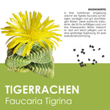 GROW2GO Kakteen Starter Kit - Mini-Gewächshaus, Kaktus Samen & Erde (Echter Tigerrachen) - HappySeed