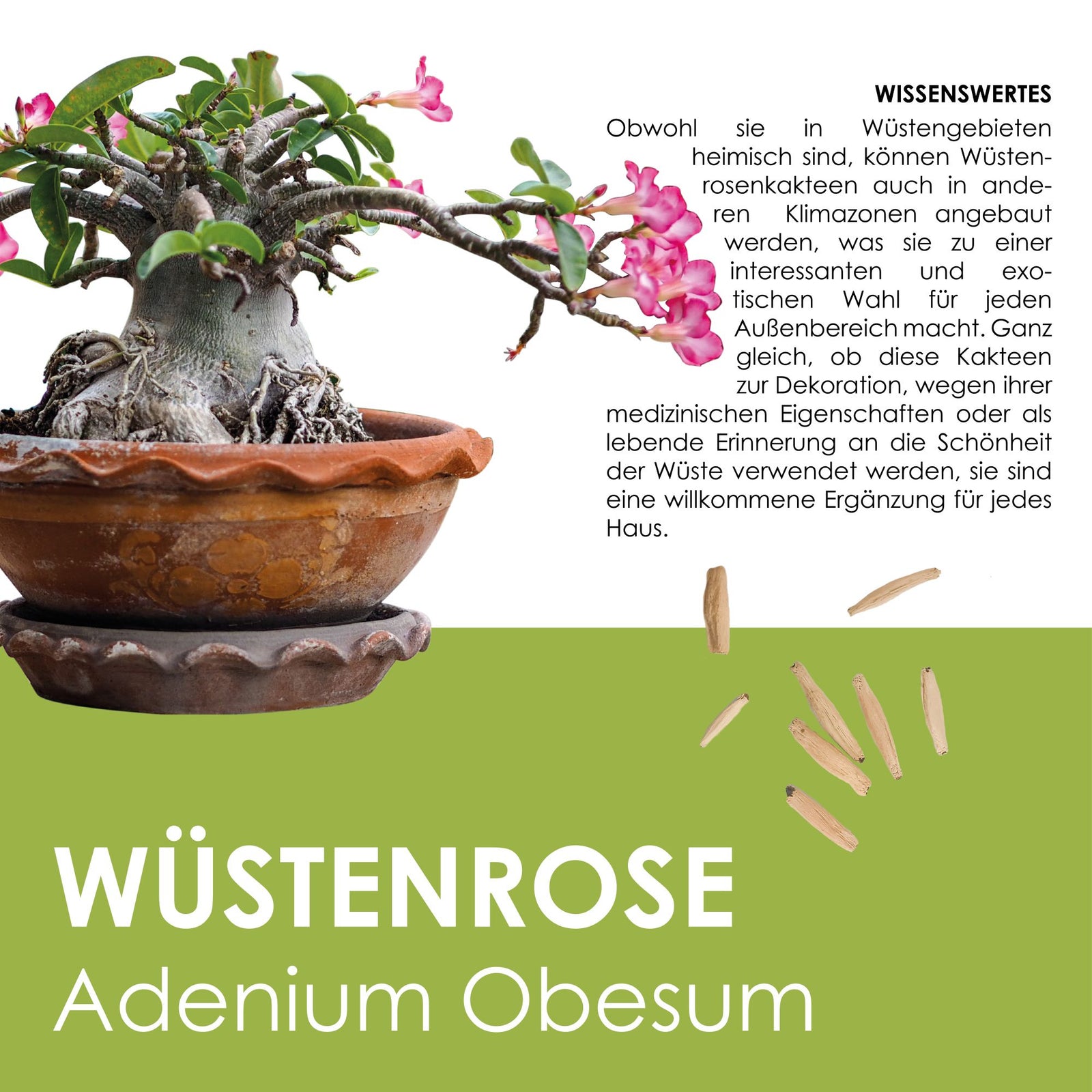 GROW2GO Kakteen Starter Kit mit Mini-Gewächshaus, Kaktus Samen & Erde –  HappySeed