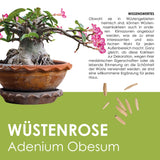 GROW2GO Kakteen Starter Kit Anzuchtset - Pflanzset aus Mini-Gewächshaus, Kaktus Samen & Erde (Wüstenrose)