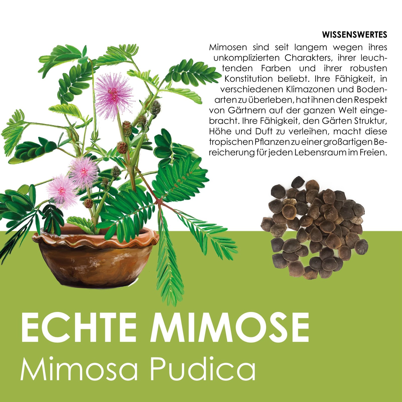 Mimose Anzuchtset aus Mini-Gewächshaus, Mimose Samen & Erde – HappySeed