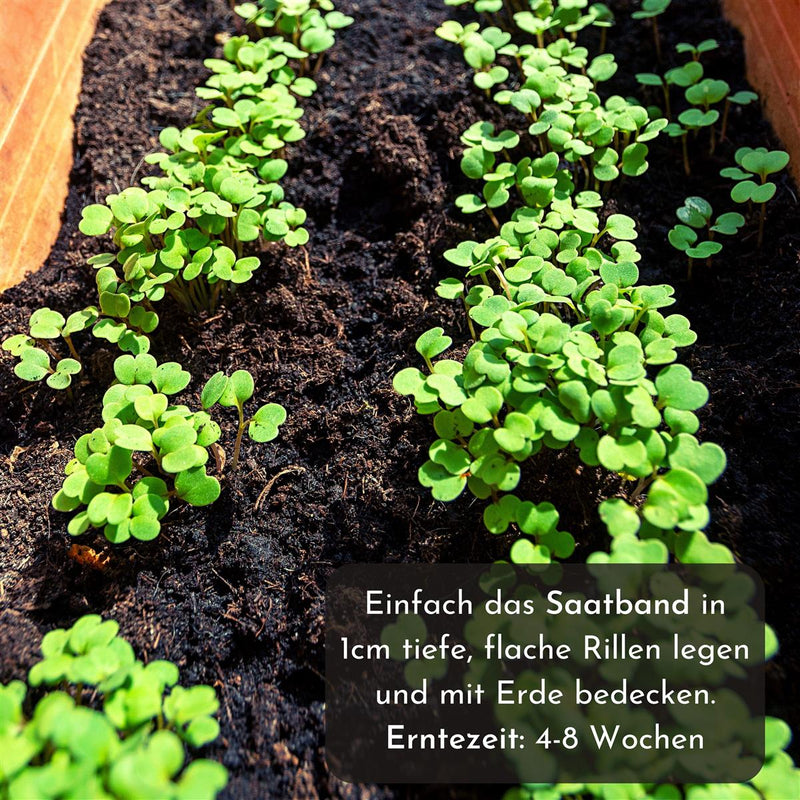 5m Saatband mit Rucola Samen - Eruca sativa - HappySeed
