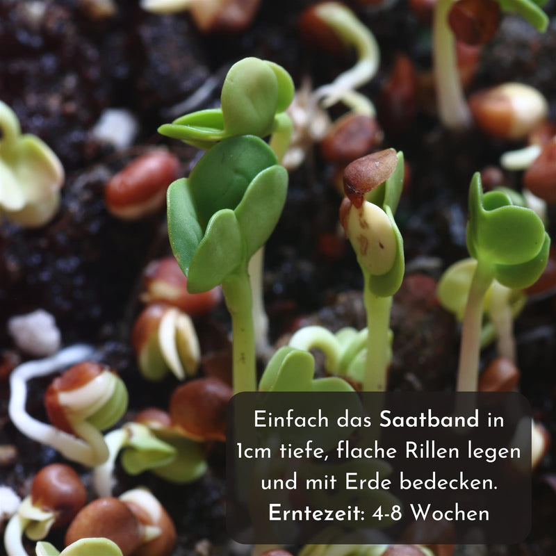 5m Saatband bestehend aus Karotten, Radieschen, Rucola, Feldsalat & Pflücksalat Samen (5er Set) - HappySeed