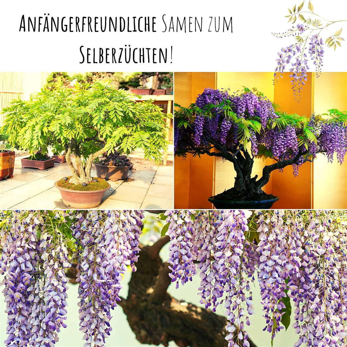 Afrikanischer Blauregen Bonsai Samen mit hoher Keimrate