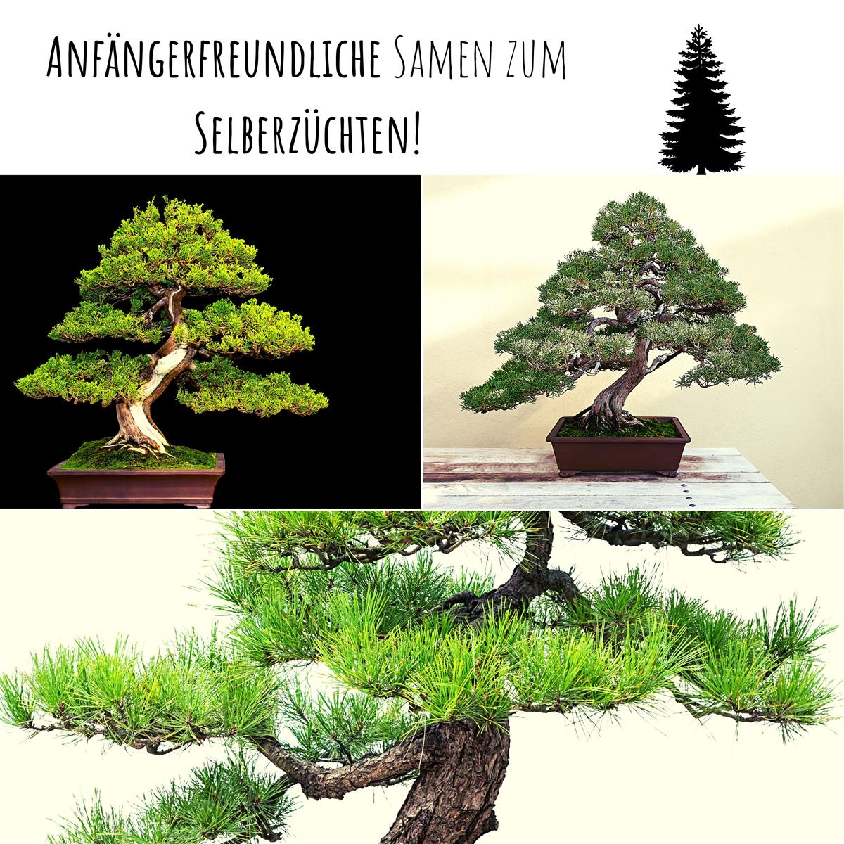 seltene bonsai samen Exotische Bonsai Samen mit hoher Keimrate