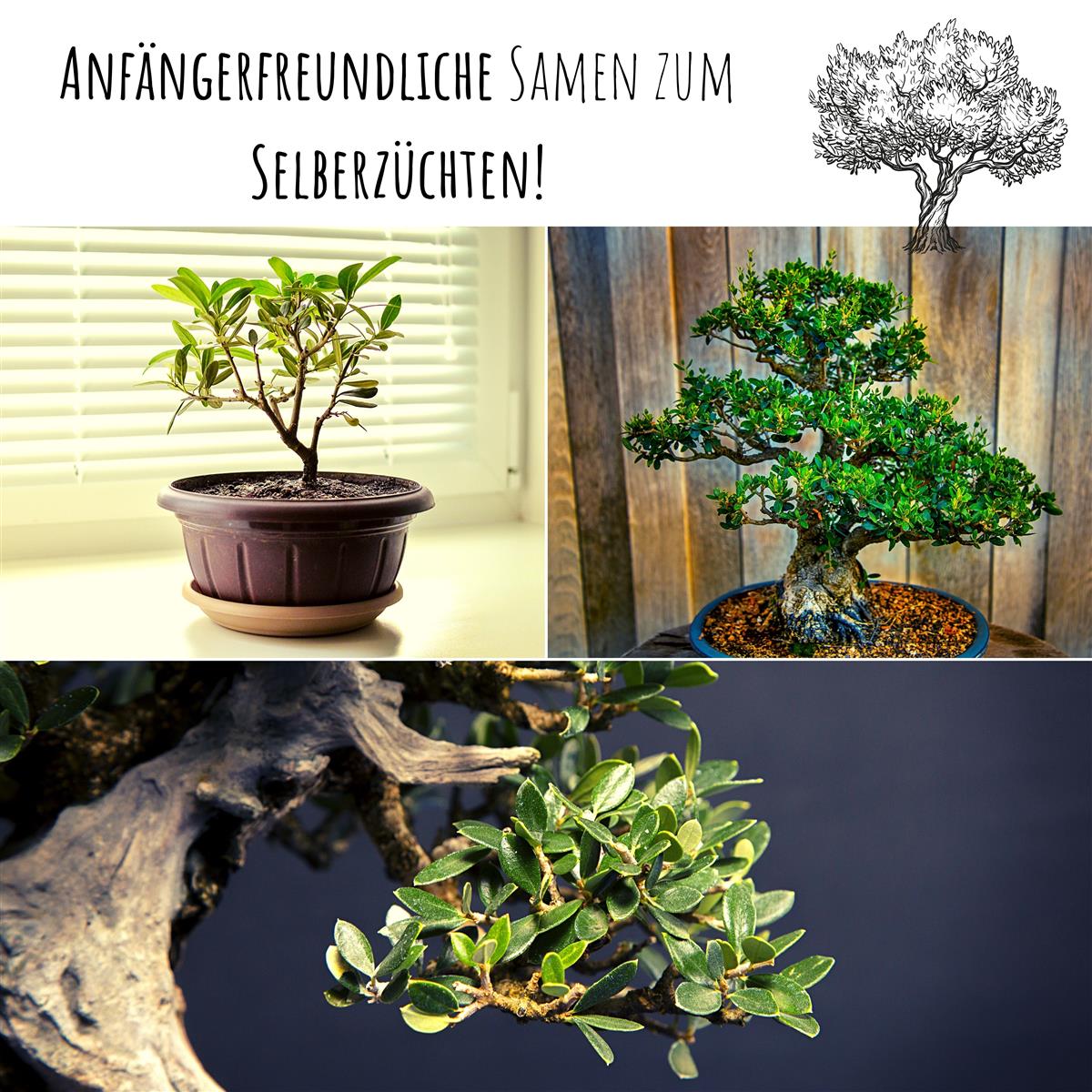 Exotische Bonsai Samen mit hoher Keimrate