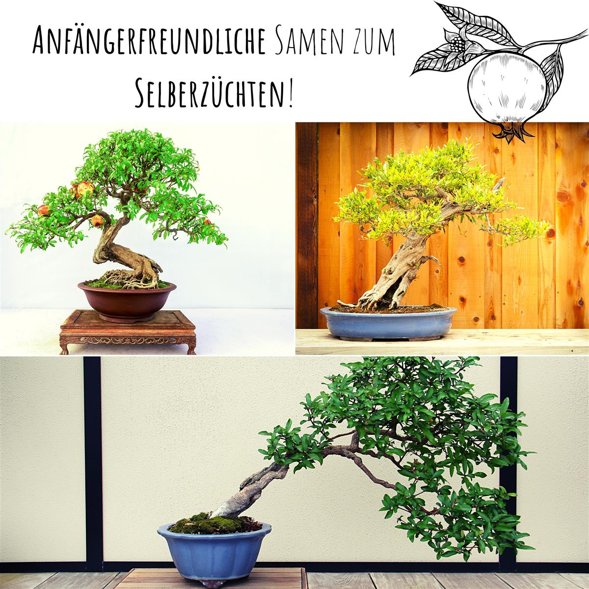 Zwerg Granatapfel Bonsai Samen mit hoher Keimrate