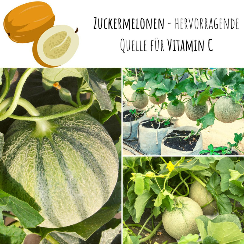 Zuckermelone Samen - Cucurbita melo - HappySeed