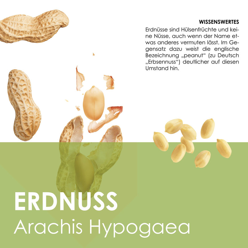 Erdnuss Samen - Arachis hypogeae