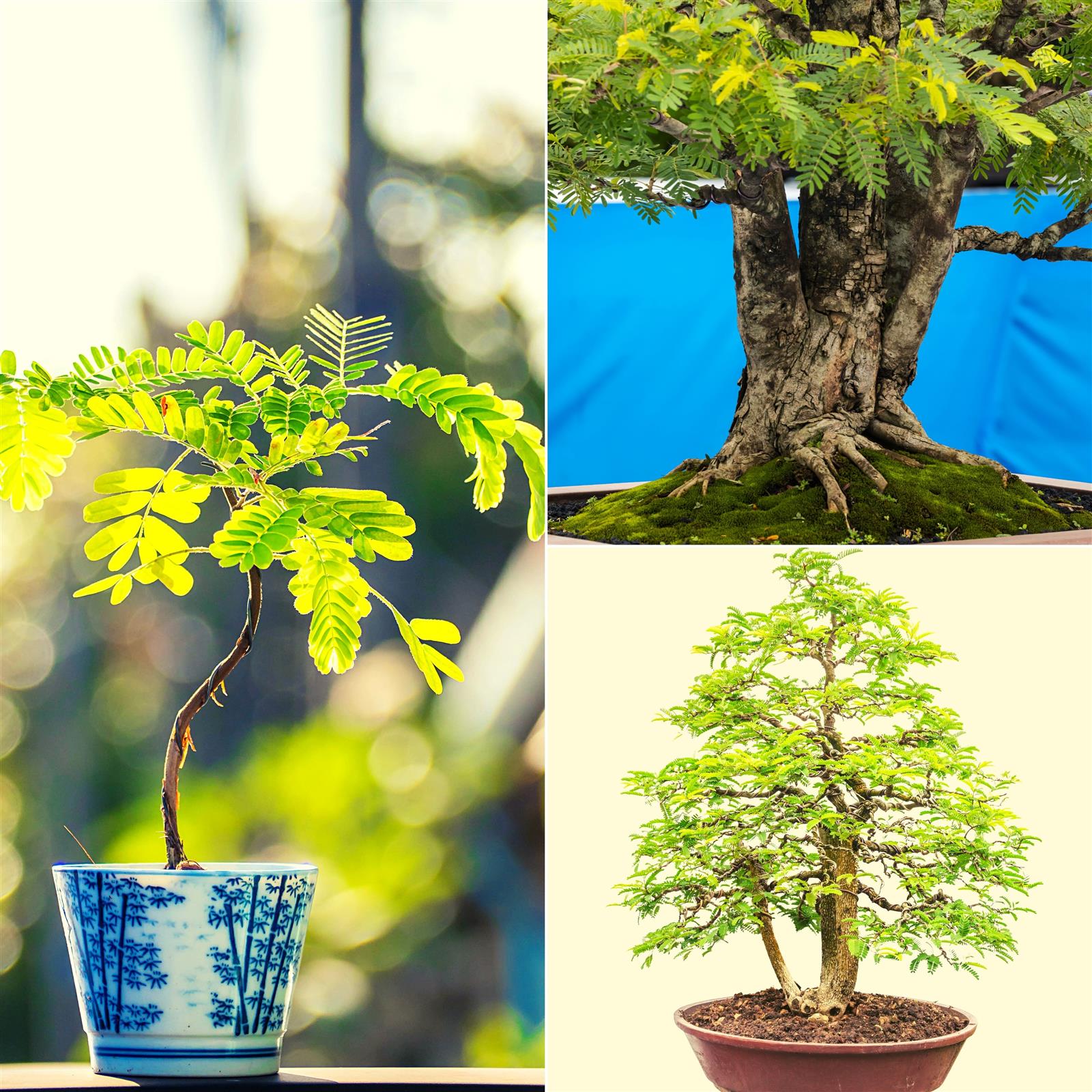 Tamarinde Bonsai Samen mit hoher Keimrate